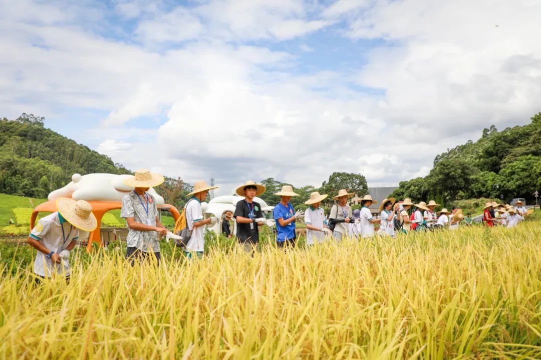 稻田丰收节 | 广州市中小学劳动实践体验活动，在田野里分享收获